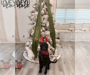 Labrador Retriever-Unknown Mix Dogs for adoption in Blacksburg, SC, USA