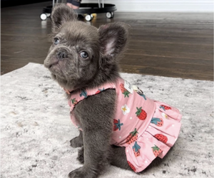 French Bulldog Puppy for sale in FRANKLIN, IN, USA