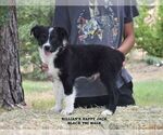 Puppy Happy Jack Australian Shepherd