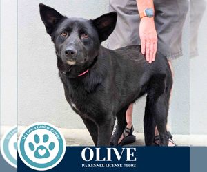 Mutt Dogs for adoption in Kimberton, PA, USA