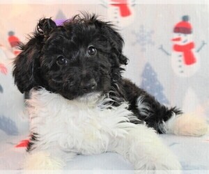 Sheltidoodle Puppy for sale in HOLDEN, MO, USA