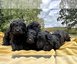 Poodle (Standard) Puppy for sale in ROLLA, MO, USA