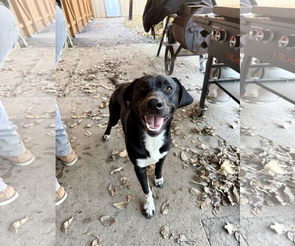 Medium Photo #1 Labrador Retriever-Unknown Mix Puppy For Sale in The Woodlands, TX, USA