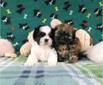 Small Photo #1 Shih Tzu Puppy For Sale in WINSTON SALEM, NC, USA