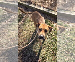 Boxer-Unknown Mix Dogs for adoption in Rustburg, VA, USA