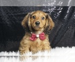 Puppy 15 Dachshund