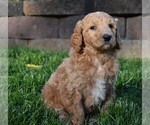 Small Photo #2 Goldendoodle-Poodle (Standard) Mix Puppy For Sale in MILLERSBURG, OH, USA