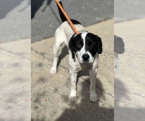 Mutt Dogs for adoption in Low Moor, VA, USA