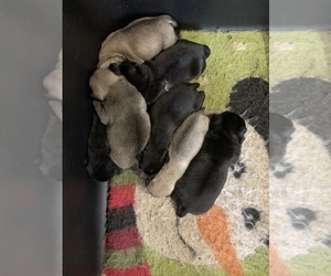 Pug Puppy for sale in WILLIAMSBURG, VA, USA