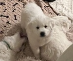 Small Photo #22 Great Pyrenees Puppy For Sale in MOUNT AIRY, NC, USA