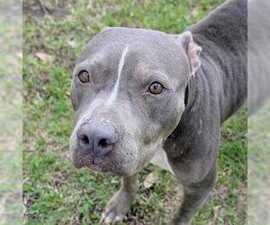 Mutt Dogs for adoption in Houston, TX, USA