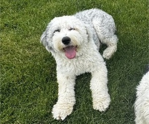 Father of the Old English Sheepdog puppies born on 05/15/2025