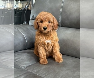 Goldendoodle (Miniature) Puppy for sale in FRANKLIN, IN, USA