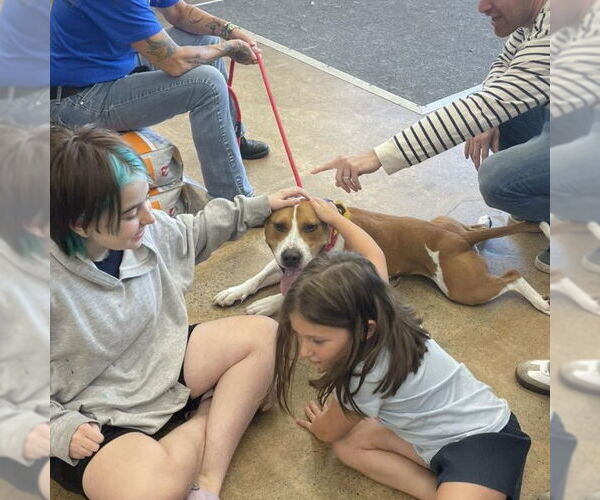 Medium Photo #7 Bull Terrier-Unknown Mix Puppy For Sale in Rochester, NY, USA