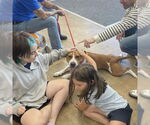 Small #6 Bull Terrier Mix