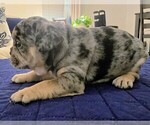Small Photo #16 French Bulldog Puppy For Sale in CHINO HILLS, CA, USA