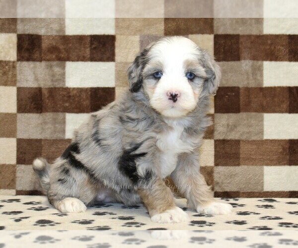 Medium Photo #1 Bernedoodle (Miniature) Puppy For Sale in DENVER, PA, USA