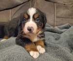 Small #4 Bernese Mountain Dog