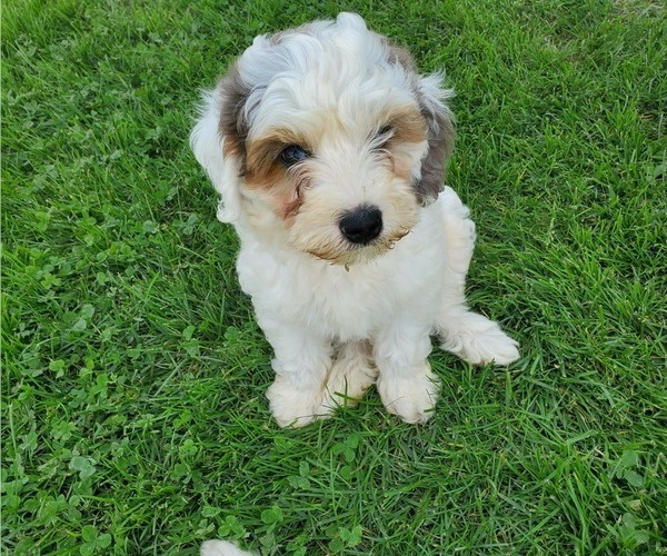 Medium Photo #18 Bernedoodle (Miniature) Puppy For Sale in LEETONIA, OH, USA