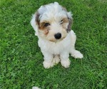 Small #17 Bernedoodle (Miniature)