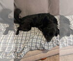Small #2 Colonial Cocker Spaniel Mix