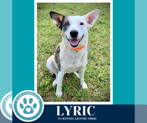 Mutt Dogs for adoption in Kimberton, PA, USA