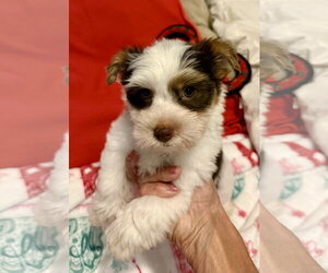 Purebred Yorkie boy pup BIRO ONE - Male Mutt Dog for Adoption - Photo #4
