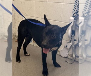 Mutt Dogs for adoption in San Bernardino, CA, USA