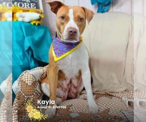 American Staffordshire Terrier-Unknown Mix Dogs for adoption in San Antonio, TX, USA
