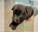 Small Photo #2 Belgian Malinois Puppy For Sale in DECATUR, AL, USA