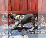 Small #3 French Bulldog