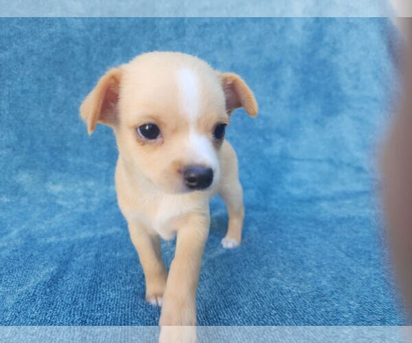 Medium Photo #3 Chihuahua-Unknown Mix Puppy For Sale in San Francisco, CA, USA