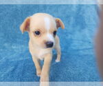 Small #2 Chihuahua Mix