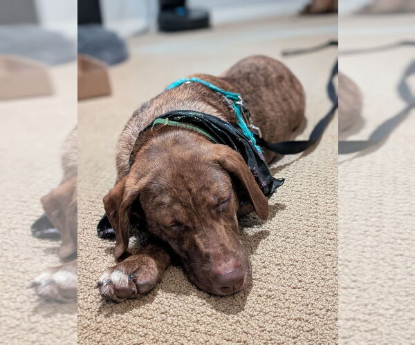 Medium Photo #6 Holland Shepherd-Vizsla Mix Puppy For Sale in San Diego, CA, USA