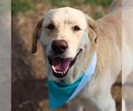 Small Labrador Retriever Mix
