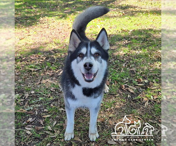 Medium Photo #1 Siberian Husky Puppy For Sale in Irvine, CA, USA