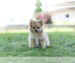 Small #4 Pomeranian