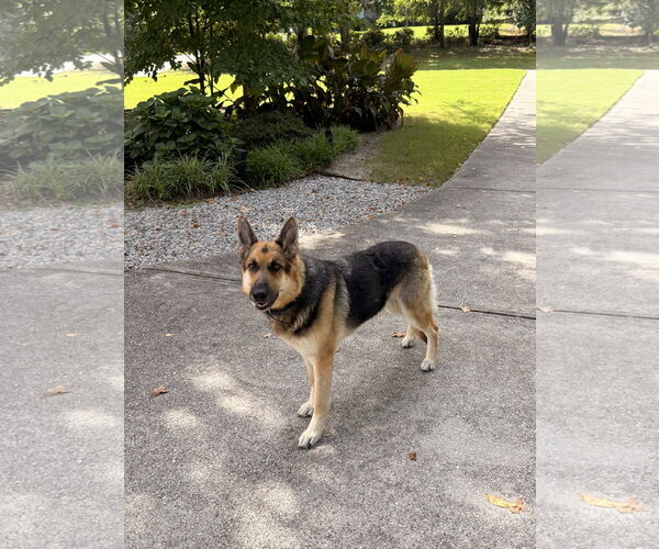 Medium Photo #3 German Shepherd Dog Puppy For Sale in La Grange , NC, USA