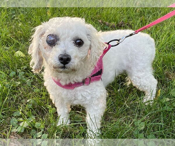Medium Photo #5 Mutt Puppy For Sale in Portland, IN, USA