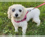 Small #4 Mutt