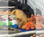Small #1 Airedale Terrier Mix