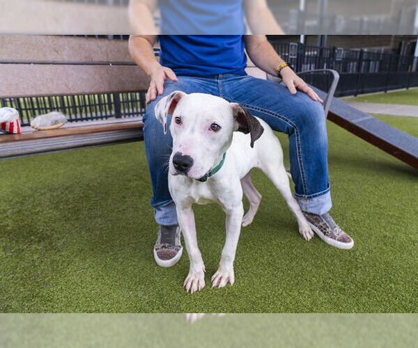 Medium Photo #2 American Pit Bull Terrier-Unknown Mix Puppy For Sale in Waco, TX, USA
