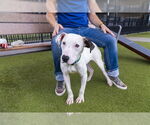 Small #1 American Pit Bull Terrier Mix