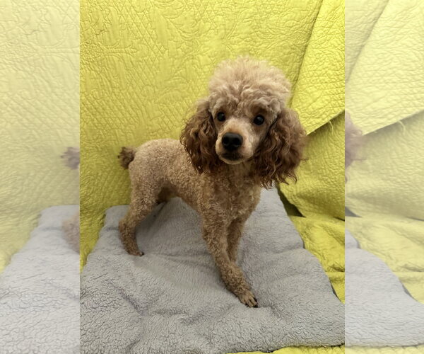 Medium Photo #2 Poodle (Miniature) Puppy For Sale in Pacolet, SC, USA
