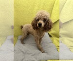 Small #1 Poodle (Miniature)