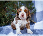 Puppy 2 Cocker Spaniel