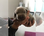 Small Photo #6 Weimaraner Puppy For Sale in FITZGERALD, GA, USA