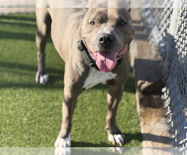 Medium Photo #1 American Staffordshire Terrier-Unknown Mix Puppy For Sale in Grand Prairie, TX, USA