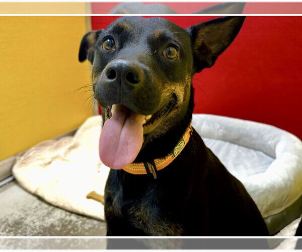 Medium Photo #13 Mutt Puppy For Sale in Houston, TX, USA