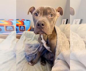 Mutt Dogs for adoption in Boston, MA, USA